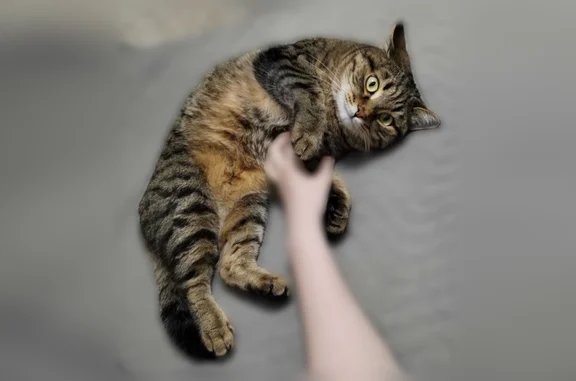 Объявления о пропавших и найденных животных, Нягань, фото: Пропала кошка, Речная, д. 135, Нягань — кастрирована, чёрно-коричневая полоска с белой мордой