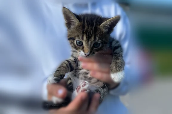 Найдена кошка, Русско-Высоцкое сельское поселение, фото: Найдена кошка, Село Русско-Высоцкое, Русско-Высоцкое сельское поселение — ласковая, хорошо идёт на руки