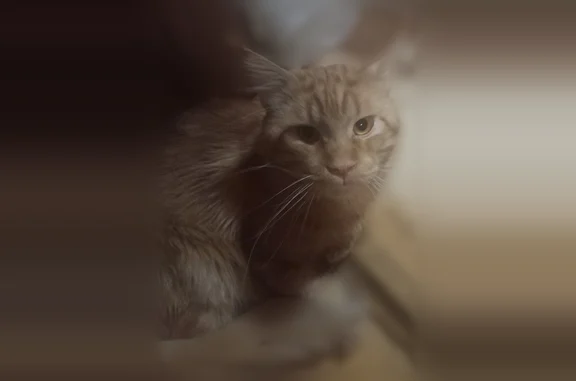 Пропала кошка, Дубна, 2-й Радужный, д. 7, Дубна — очень разговорчивая и домашняя - photo