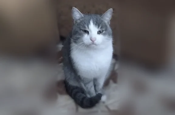 Кошки потеряшки, Быково, фото: Потеряшка кошка, Рабочий поселок Быково, Молодежная, Быково — кот Васька, 7–8 дней дома нет
