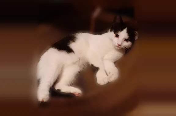 Найдена кошка, Волгоград, фото: Найдена кошка, 2-я Динамовская, д. 18, Волгоград — котёнок, белая с чёрными пятнами