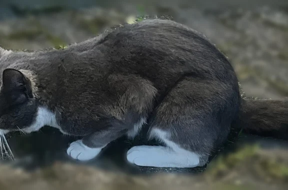 Найдена кошка, Пионерский, фото: Найдена кошка, Пионерский, Парусная, д. 22, Пионерский — ручная, домашняя