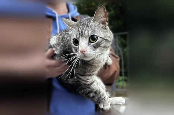 Найдена кошка, Малое Исаково, фото: Найдена кошка, Поселок Малое Исаково, Портовая, д. 29, Малое Исаково — есть ошейник