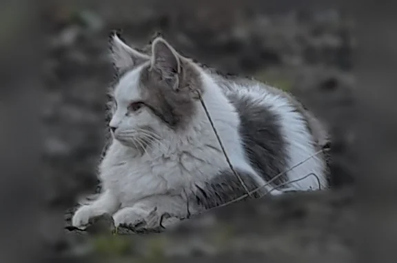 Пропала кошка, Карачижская, Брянск — серо-белая, очень пушистая, левый глаз больной - photo