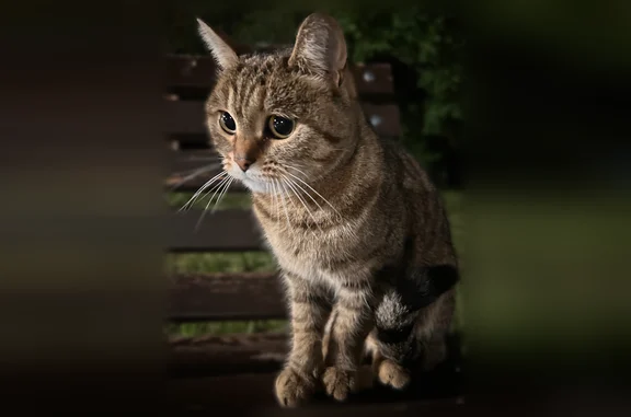 Найдена кошка, Чебоксары, фото: Найдена кошка, сквер Чапаева, Чебоксары — ласковая, бывшедомашняя