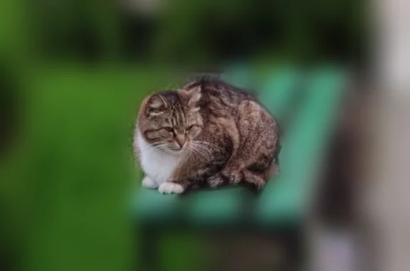 Найдена кошка, Калининград, фото: Найдена кошка, Калининград, Сержанта Мишина, Калининград — очень ласковая, серый окрас, белая грудка и лапки