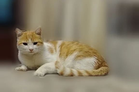 Кошки потеряшки, , фото: Потеряшка кошка, Федеральная трасса Р 255, Нижнеудинск — рыжий окрас, вырвался из шлейки