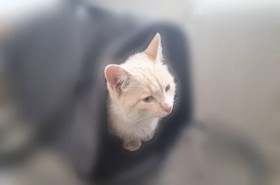 Пропала кошка, Люберцы, Космонавтов, д. 30 — белый с рыжеватым, ласковый, ручной - photo