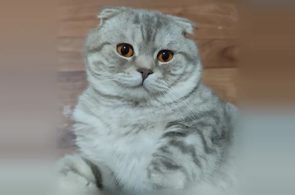 Пропала кошка, Рабочий поселок Шексна, Советская, д. 15, Шексна — серый, жёлтые глаза, вислоухая - photo