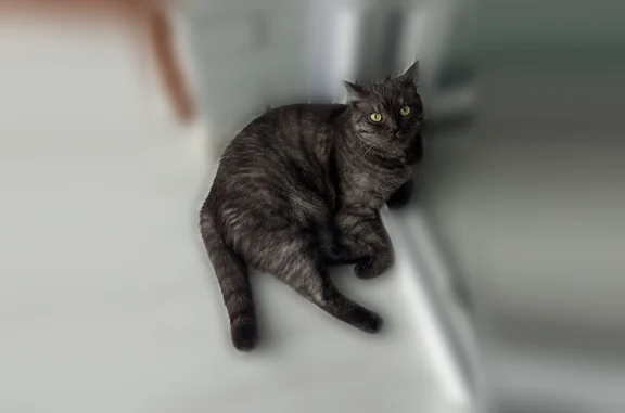Пропала кошка, Омск, 5-я Северная, д. 124 — молодой упитанный котик Алекс - photo