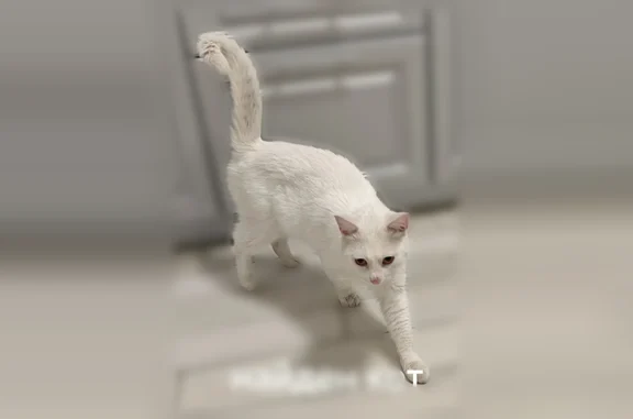 Найдена кошка, Краснодар, фото: Найдена кошка, Краснодар, Гидростроителей, д. 59/2, Краснодар — молодой крупный кот, янтарные глаза