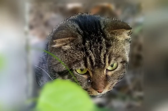 Найдена кошка, Тверь, фото: Найдена кошка, Тверь