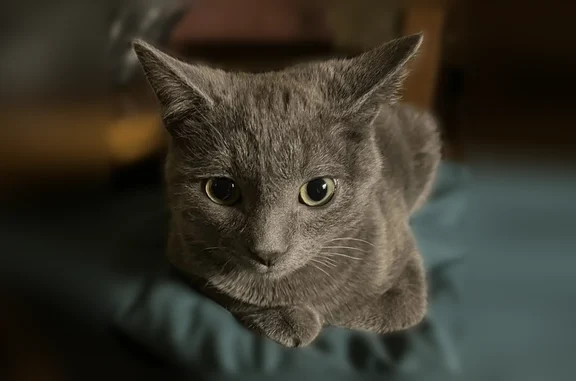 Пропала кошка, им Кравченко, д. 20, Нерюнгри — серый, голубые глаза - photo