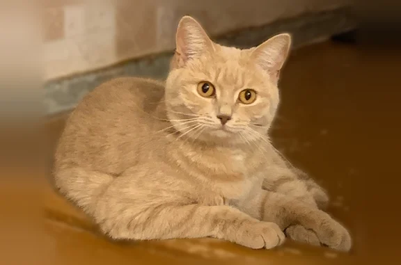 Пропала кошка, Район Ленинский (г Уфа), Правая Белая, д. 9а, Уфа — рыже-серый окрас, янтарные глаза - photo