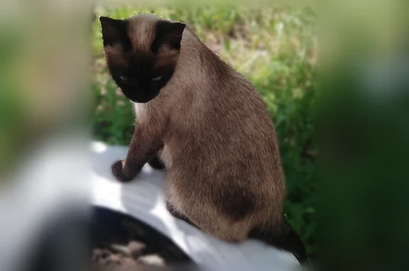 Найденные животные Ленинский сельсовет, фото: Найдена кошка, Район Ленинский (г Оренбург), Караванная, Ленинский сельсовет — тайская порода, на шее примята шерсть