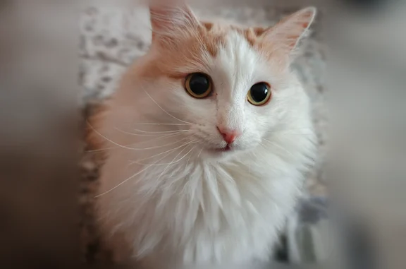 Пропала кошка, Советская, д. 8, Советская Гавань — пушистая, белая с коричневыми пятнышками - photo