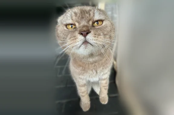 Найдена кошка, Черкизово, фото: Найдена кошка, Поселок городского типа Черкизово (г Пушкино), Родниковая, д. 5, Черкизово — ручная, палево-рыжая, с полосатым хвостом