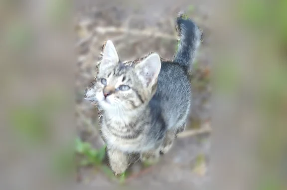 Пропала кошка, Красноармейская, д. 15, Брянск — котенок 2 месяцев, девочка - photo