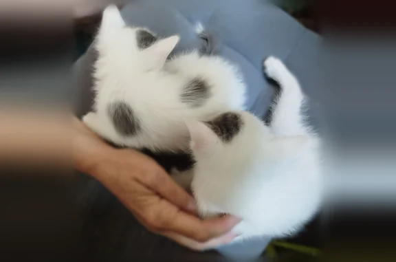 Найдена кошка, Краснооктябрьский, фото: Найдена кошка, им. Рихарда Зорге, Краснооктябрьский — котёнок, мальчик, белый с серым