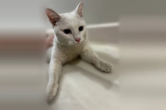 Найдена кошка, Благовещенск, фото: Найдена кошка, Благовещенск, Зейская, д. 34 — белый окрас, с гетерохромией