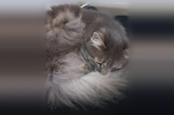 Найдена кошка, Пушкинский район, фото: Найдена кошка, Павловск — дымчатая, сильно мяукала, истощена