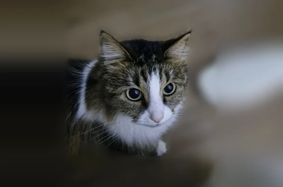 Пропала кошка, Котовск, Профсоюзная, д. 11 — очень пугливая, спрыгнула с окна - photo