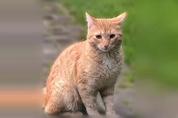 Найдена кошка, Малиновка, фото: Найдена кошка, Деревня Малиновка, Рождественская ( жз Колющенко ), д. 11, Малиновка — не идёт в руки, играет с котом