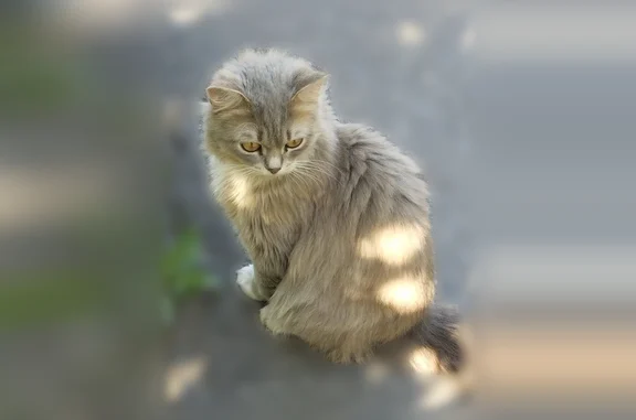 Объявления о пропавших и найденных животных, Ульяновск, фото: Найдена кошка, Ульяновск, Туполева, д. 6 — молодая, домашняя кошечка
