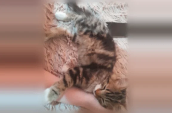 Найденные животные Воронеж, фото: Найдена кошка, Танкистов, д. 18, Воронеж — котёнок, примерно 3 месяца