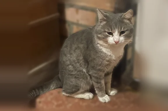 Пропала кошка, Пущина, Раменское — серый кот с белыми лапками и грудкой - photo