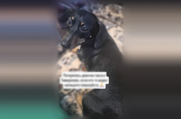 Пропала собака, Село Тимирязевское (г Томск), Советская, Тимирязевское — взрослая чёрная такса - photo