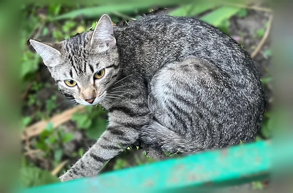 Найденные животные Октябрьский сельсовет, фото: Найдена кошка, Округ Октябрьский (г Липецк), П.И.Смородина, д. 10, Октябрьский сельсовет