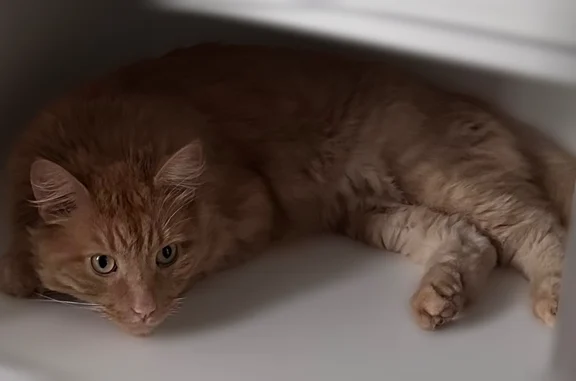 Кошки потеряшки, Жостово, фото: Потеряшка кошка, Деревня Жостово (г Мытищи), Сиреневая, Жостово — рыжий котик с гривой на шее