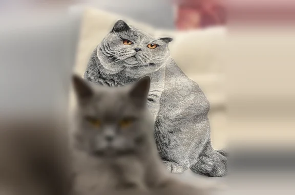 Пропала кошка, Хутор Русское поле, Русское Поле — шотландская, пепельная - photo