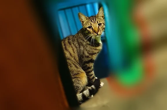 Найденные животные Майкоп, фото: Найдена кошка, Карла Маркса, Майкоп — пятнистая, стройного телосложения