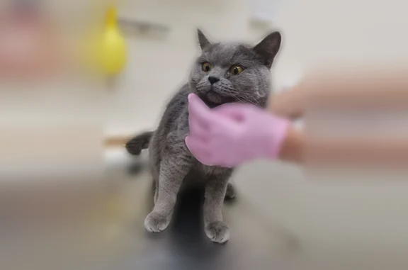 Найдена кошка, Марьино, фото: Найдена кошка, Район Марьино (г Москва), Верхние Поля, д. 22 1, Марьино — британский кот в стрессе