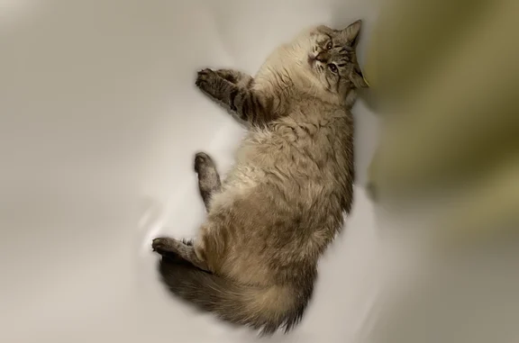 Пропала кошка, Район Приокский (г Нижний Новгород), Первоцветная, д. 4 1, Нижний Новгород — невская маскарадная, голубые глаза - photo
