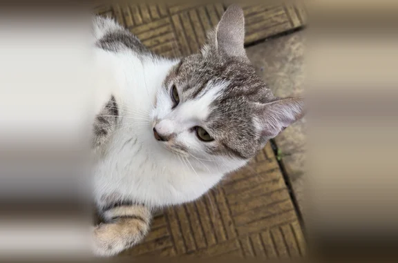Объявления о пропавших и найденных животных, Уфа, фото: Найдена кошка, Комсомольская, Уфа — очень ласковая, бело-серый котик