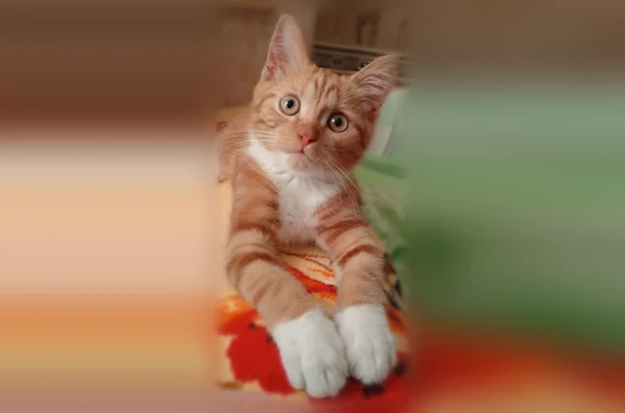 Пропала кошка, Тверь, Калинина, д. 1а, Тверь — маленький рыжий котёнок 3 месяца - photo