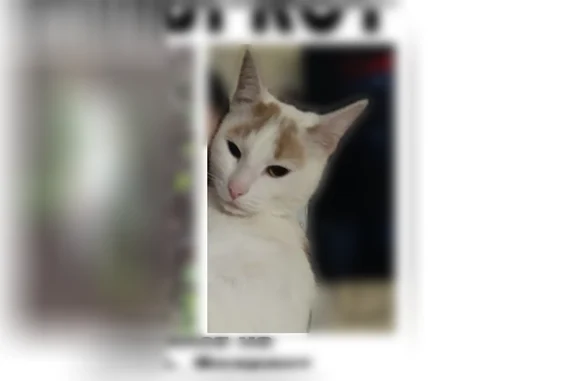Пропала кошка, Маршала Одинцова, Воронеж — район затона - photo