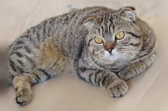 Объявления о пропавших и найденных животных, Канск, фото: Пропала кошка, Канск — полосатая, с висячими ушками, ласковая