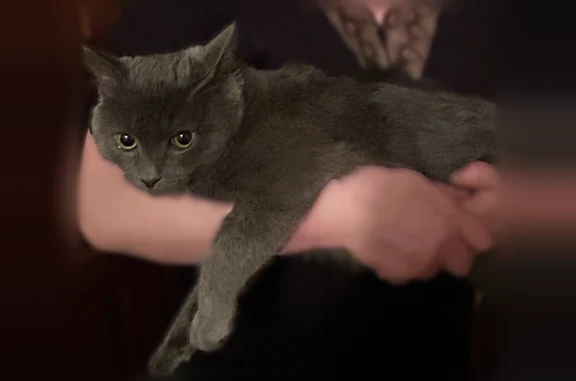 Объявления о пропавших и найденных животных, Красноярск, фото: Пропала кошка Мальчик, Красноярск (rl1200273)