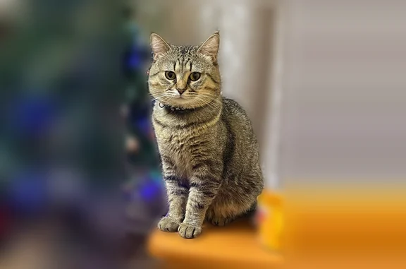 Объявления о пропавших и найденных животных, Зеленодольск, фото: Пропала кошка, Строителей, Зеленодольск — черный ошейник