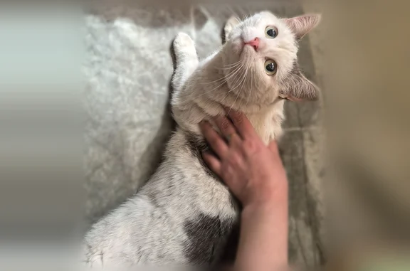 Объявления о пропавших и найденных животных, Пермь, фото: Найдена кошка, Пермь - пугливая, прячется под машинами