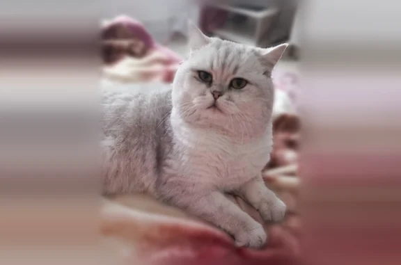 Пропала кошка, Телецкий, Бийск — зелёные глаза, чёрная кожа на лапках - photo