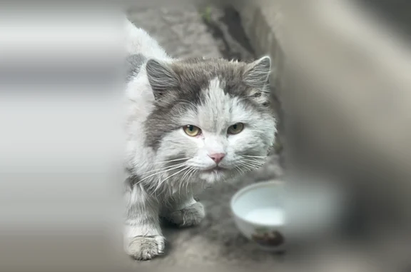 Найденные животные Горно-Алтайск, фото: Найдена кошка, Плодовоягодная, Горно-Алтайск