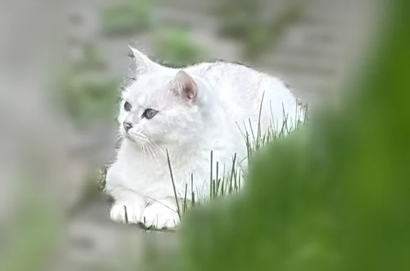 Объявления о пропавших и найденных животных, Видное, фото: Пропала кошка, Видное, Зеленые аллеи, д. 12, Видное — белая, голубые глаза, боязливая