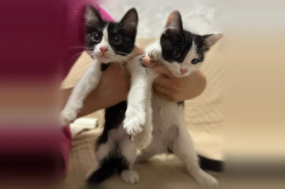 Объявления о пропавших и найденных животных, Казань, фото: Найдена кошка, Район Московский (г Казань), Выборгская, д. 4, Казань — черно-белые котята, два мальчика