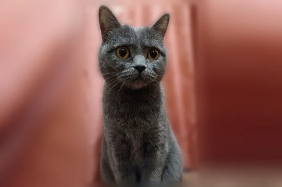 Объявления о пропавших и найденных животных, Омск, фото: Пропала кошка, 9-я Марьяновская, Омск — серый окрас, похожа на британку