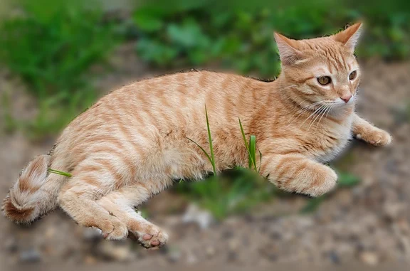 Объявления о пропавших и найденных животных, Пермь, фото: Пропала кошка, Район Свердловский (г Пермь), Ландышевая, д. 47, Пермь — рыжая, молодой, серый ошейник от клещей